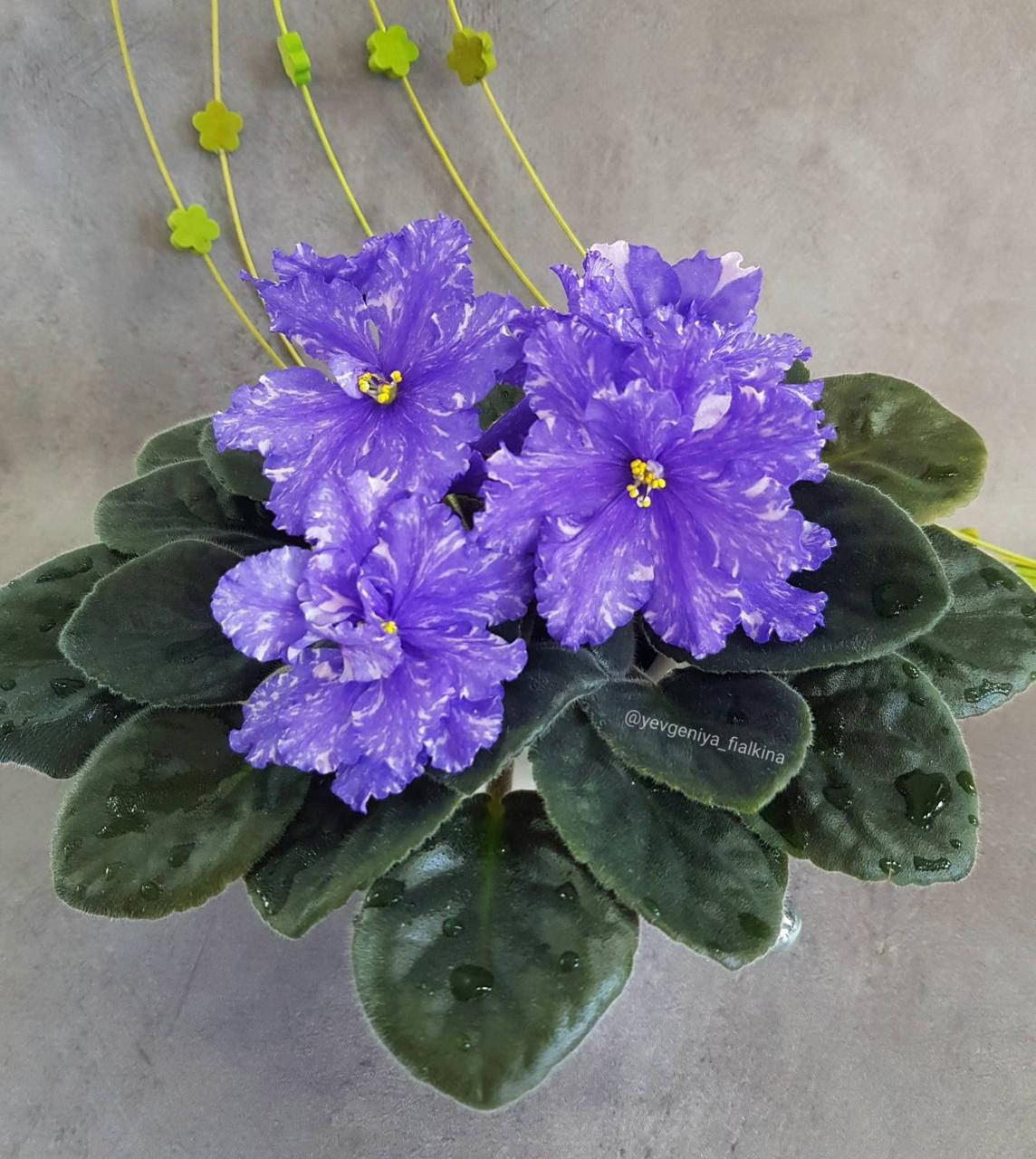 

Фиалка РС-Владыка вкорінений лист