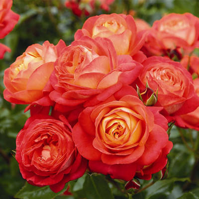 

Роза флорибунда Братья Гримм, Rose Brothers Grimm Fairy Tale