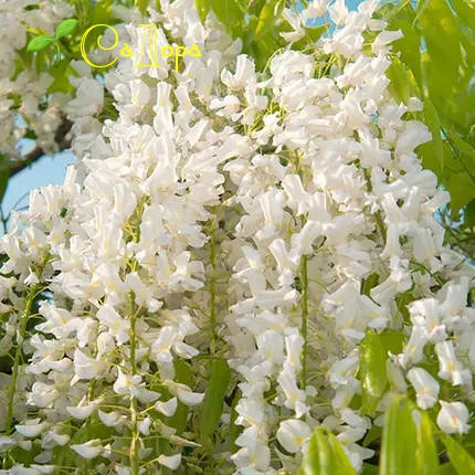 

Глициния Китайская Техас Вайт (Texas White)