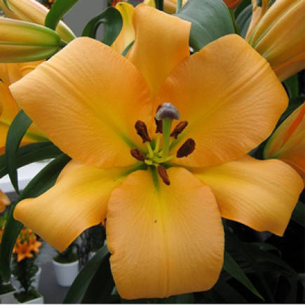 

Лилия гигант Saltarello (Сальтарелло) 1 луковица 12/14