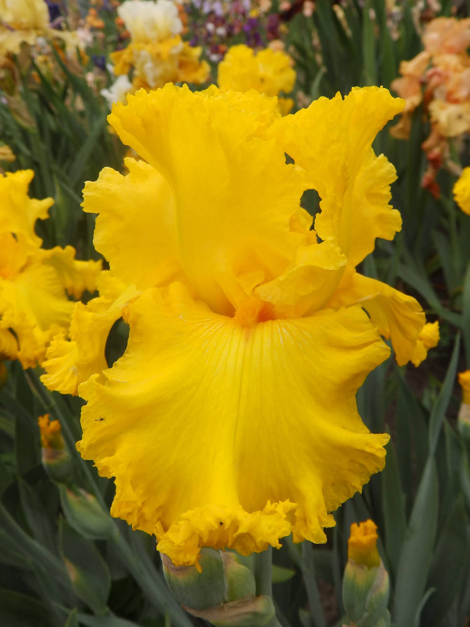 

Ирис Amarillo Frills (Амарилло Фриллз) Hager 2002