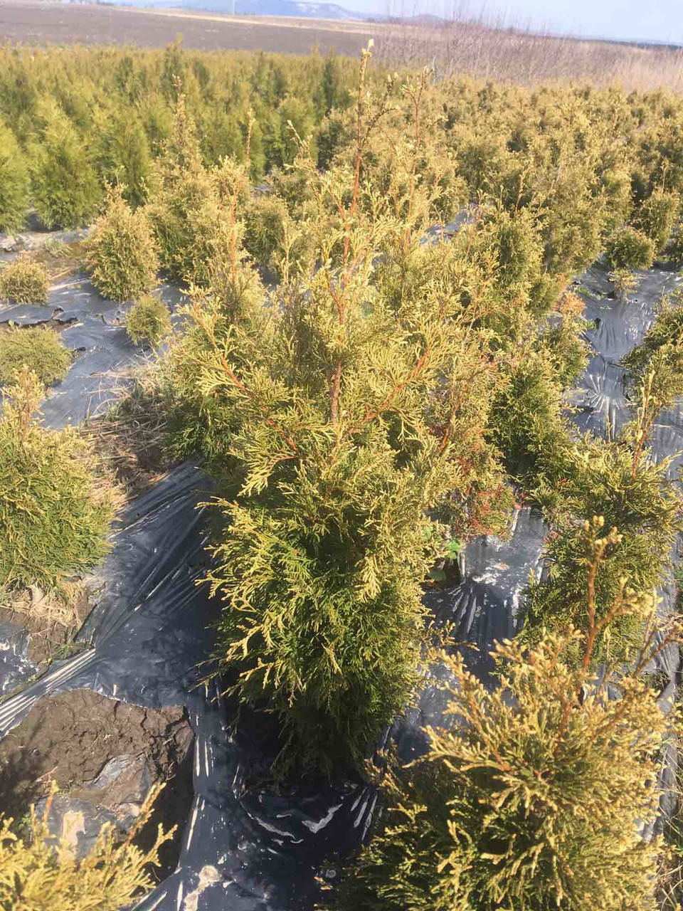 

Черенки туя Ауреоспіката