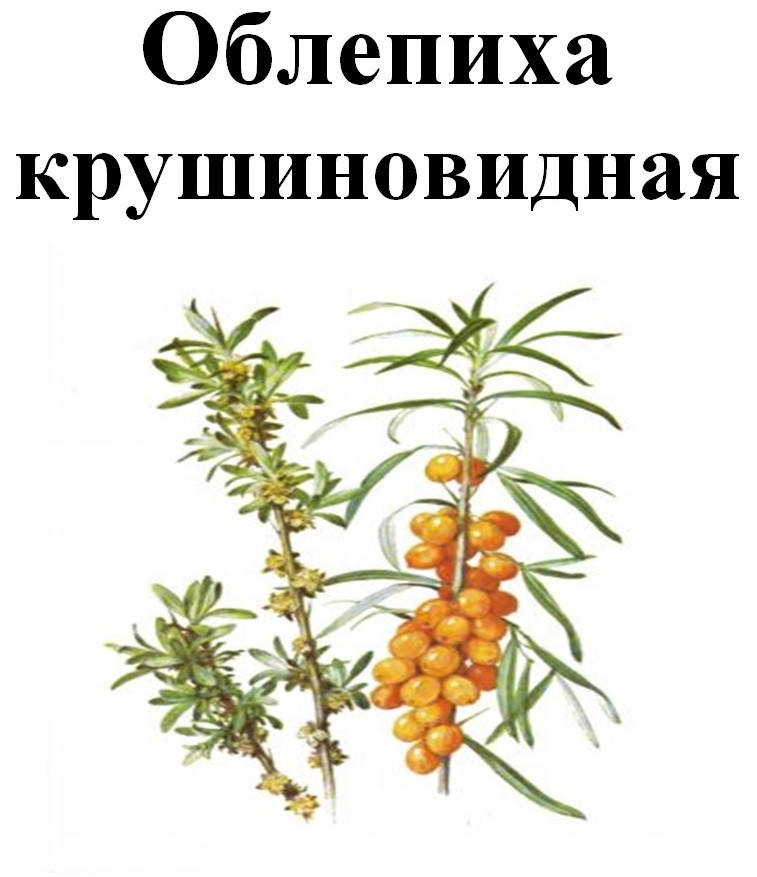 

Облепиха крушиновидная ягода, 50 грамм