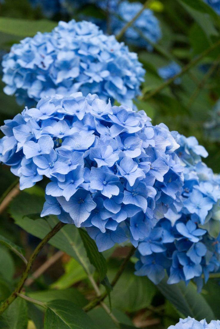 

Гортензия Nikko Blue