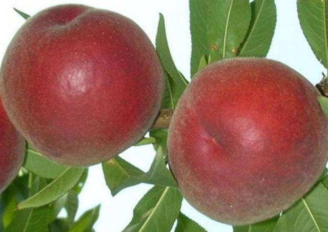 

Саженцы персика ШУГАР ТАЙМ (двухлетний) раннего срока созревания