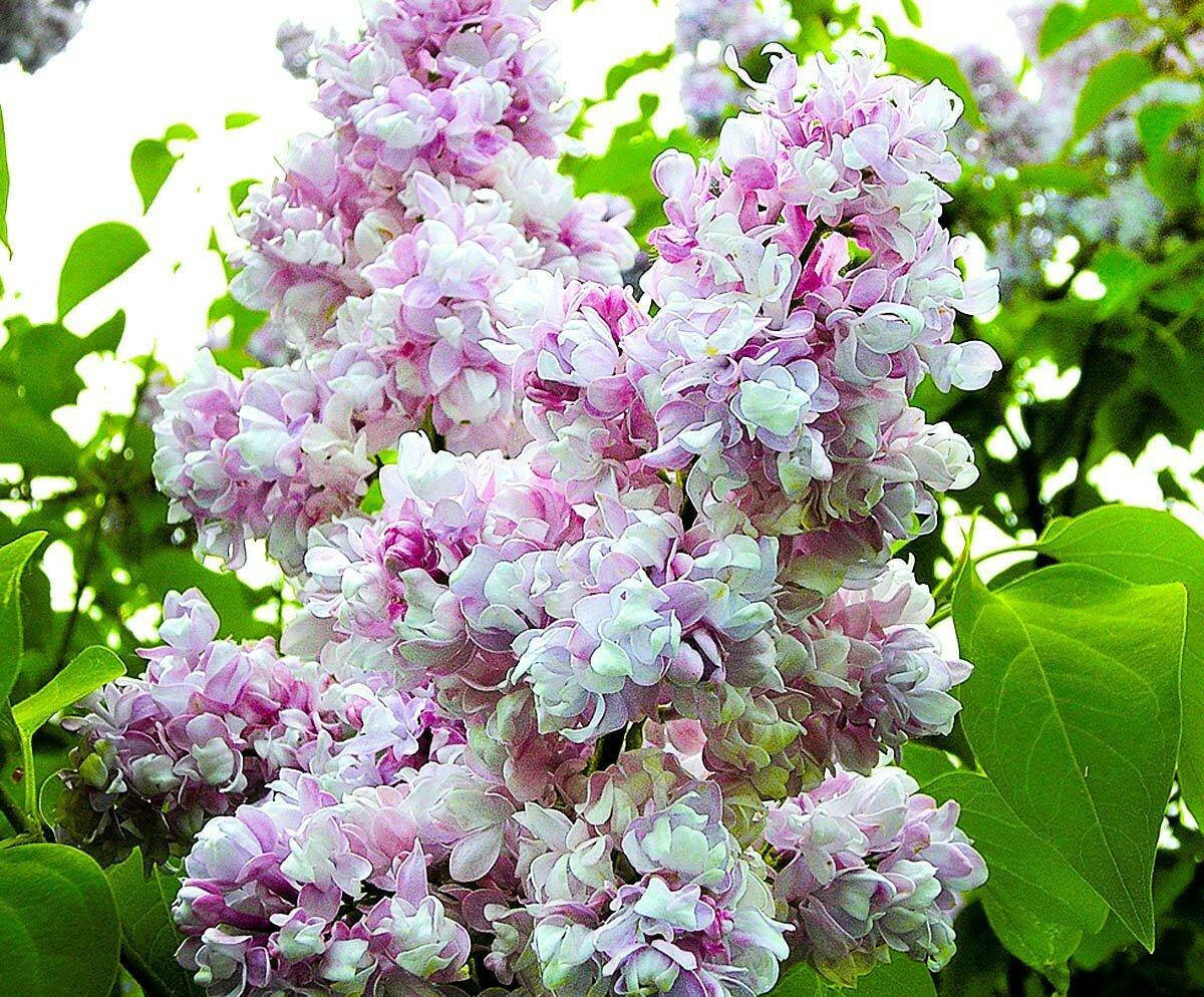 

Саженцы сирени КАЛИФОРНИЯ РУОЗ (2-х летняя)