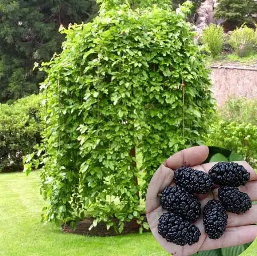 

Шелковица плакучая (1,7-1,9 м)