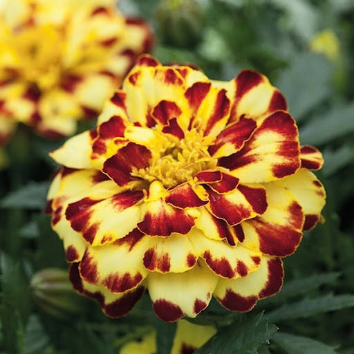 

Семена Бархатцы "Крем Брюле"Alumia 10 шт Floranova