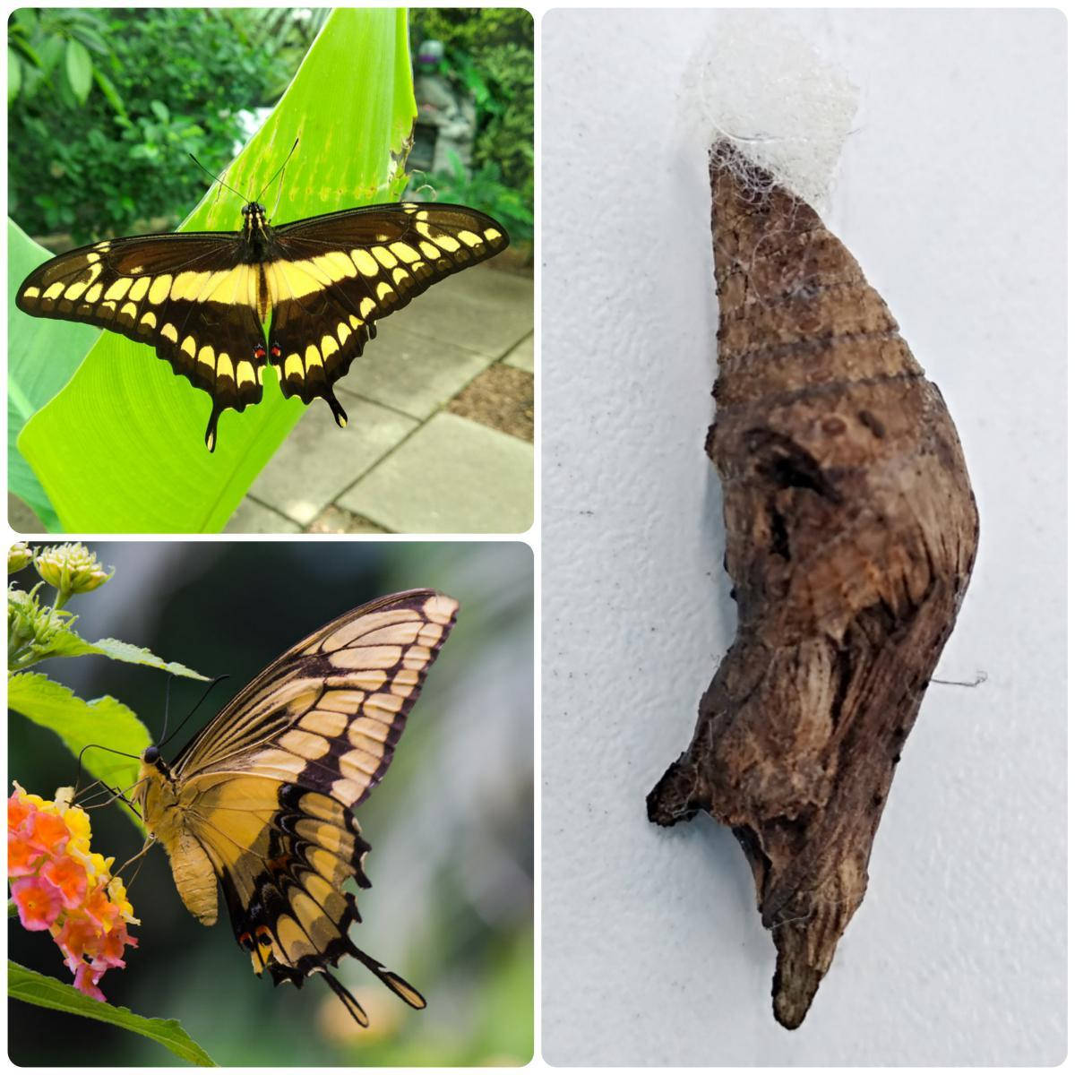 

Куколка бабочки Papilio thoas