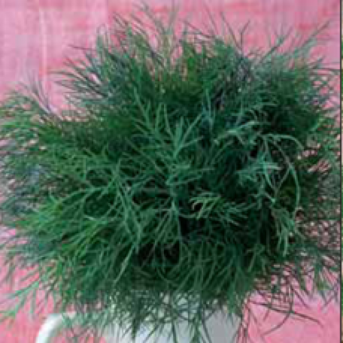 

Укроп “Грибовский”, большой пакет, 10 г