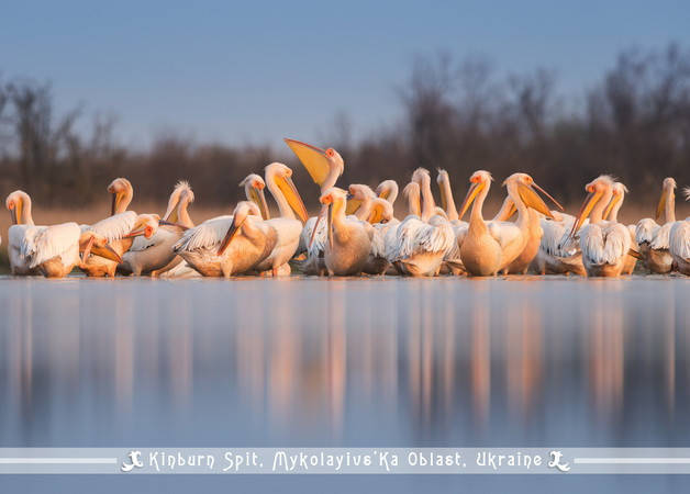 

Фото открытка "Белые пеликаны. Кинбурнская Коса"