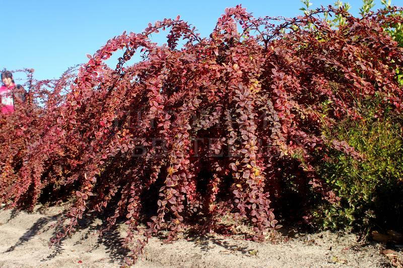 

Барбарис Тунберга Короніта (Berberis thunbergii Coronita)