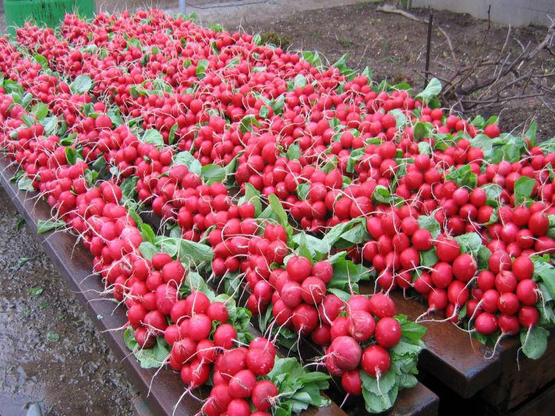 

Семена редиса Сора 250 грамм Nunhems