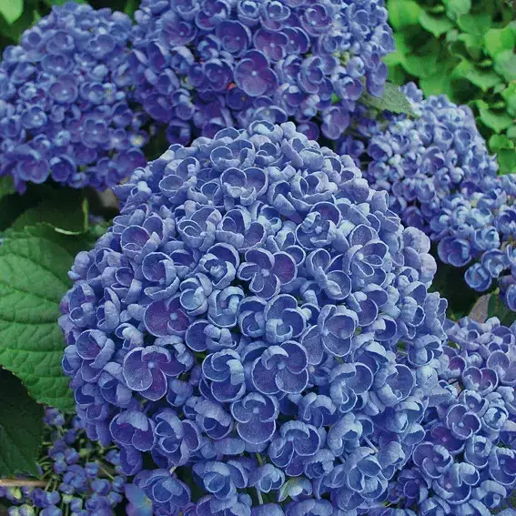 

Гортензия "ПОПКОРН" крупнолистная (Hydrangea macrophylla `Popckorn`) / Саженцы