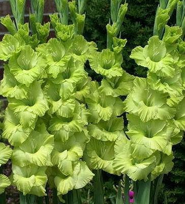 

Гладиолус Green Star 3 шт./уп., крупноцветковый