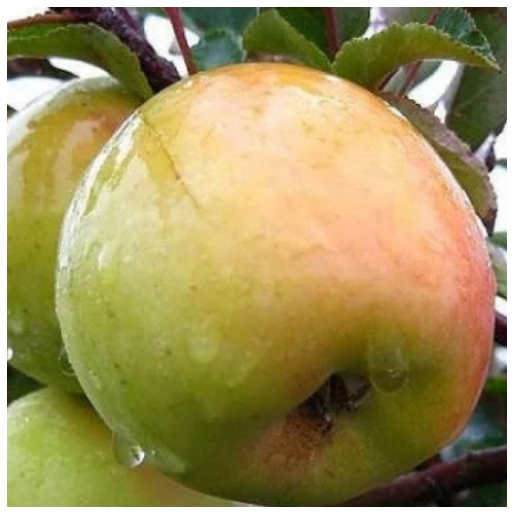 

Яблоня Луна (зимняя)