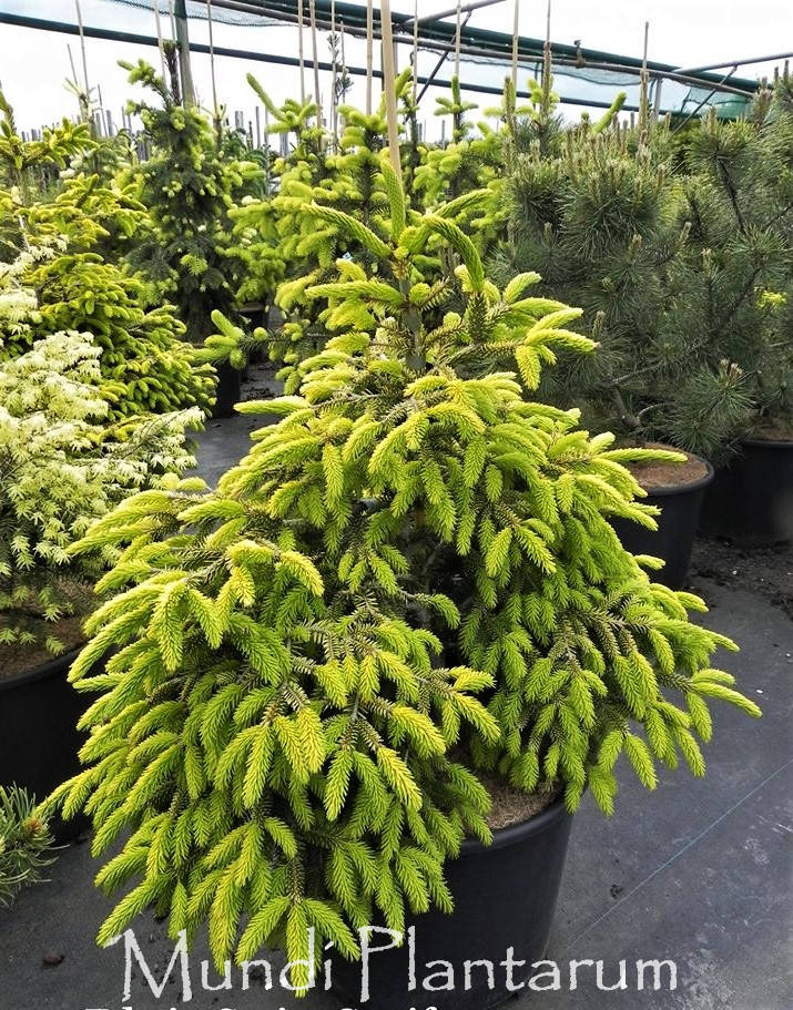 

Picea orientalis Sky - One