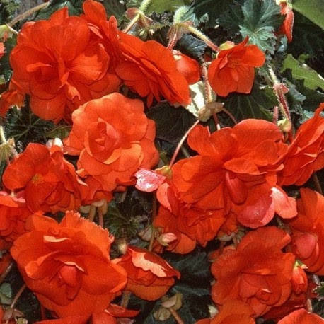 

Семена цветов Бегония клубневая каскадная Sun Dancer Scarlet Orange