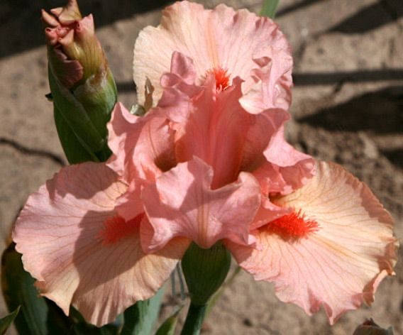 

Карликовий ірис Портланд Пінк (Portland Pink), Розовый