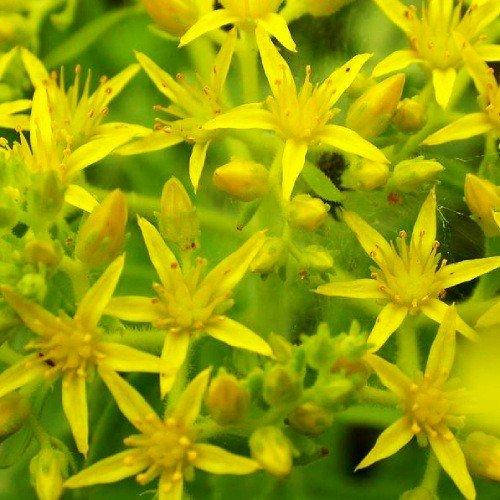 

Седум Selskianum (саженцы)