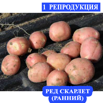 

Семенной картофель Ранний посадочный картофель элита голландский семенная картошка сорта РЕД СКАРЛЕТ