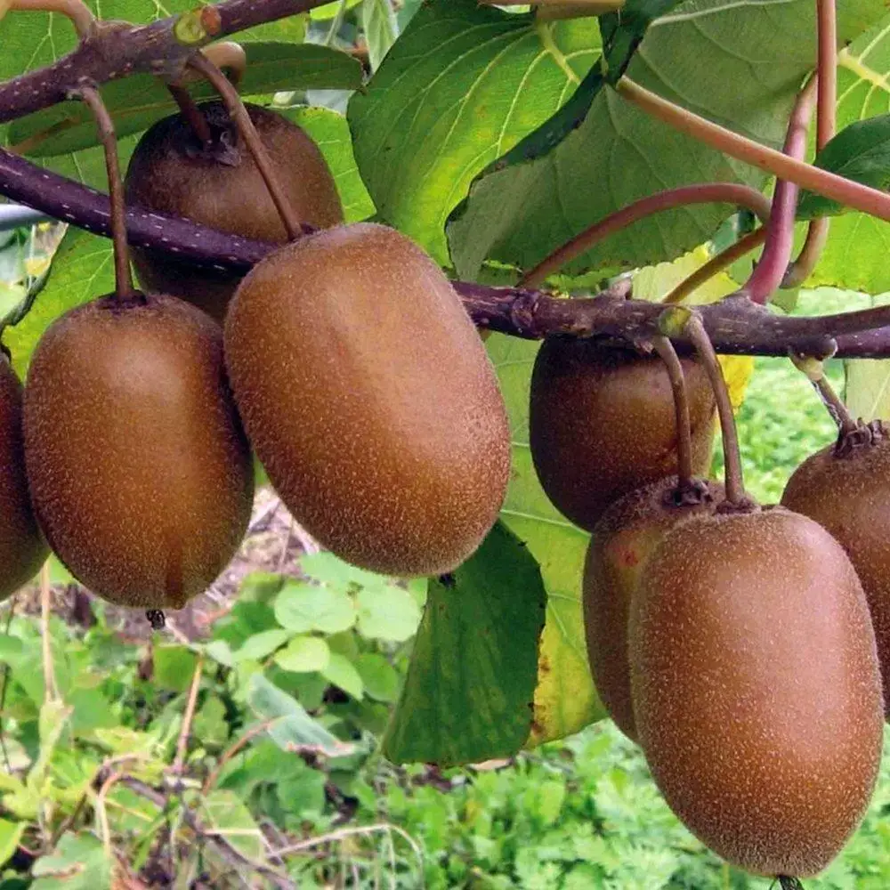 

Киви "ХЕЙВОРД" самоплодный ('kiwi hayward') / Саженцы (однолетний, ЗКС)