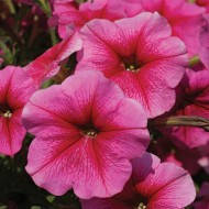 

Семена Петуния многоцветковая София F1 Светло-розовая 100 семян Cerny Seed Садыба Центр