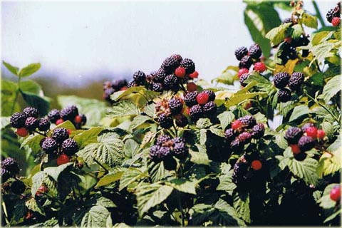 

Черная малина(сорт Кумберланд)