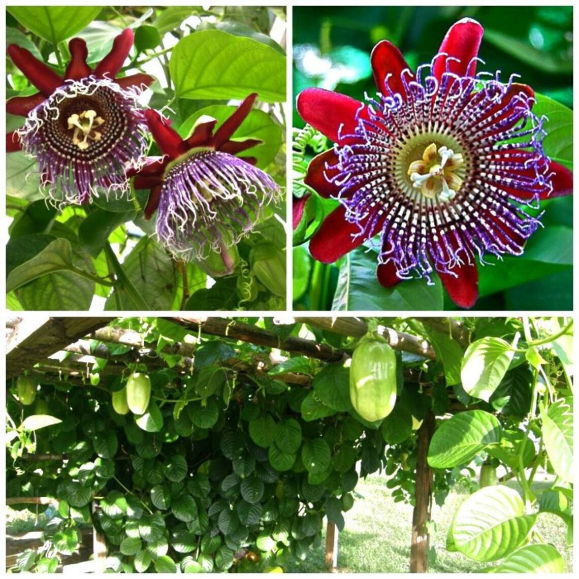 

Passiflora Ambigua - Гранадилья-де-Монте