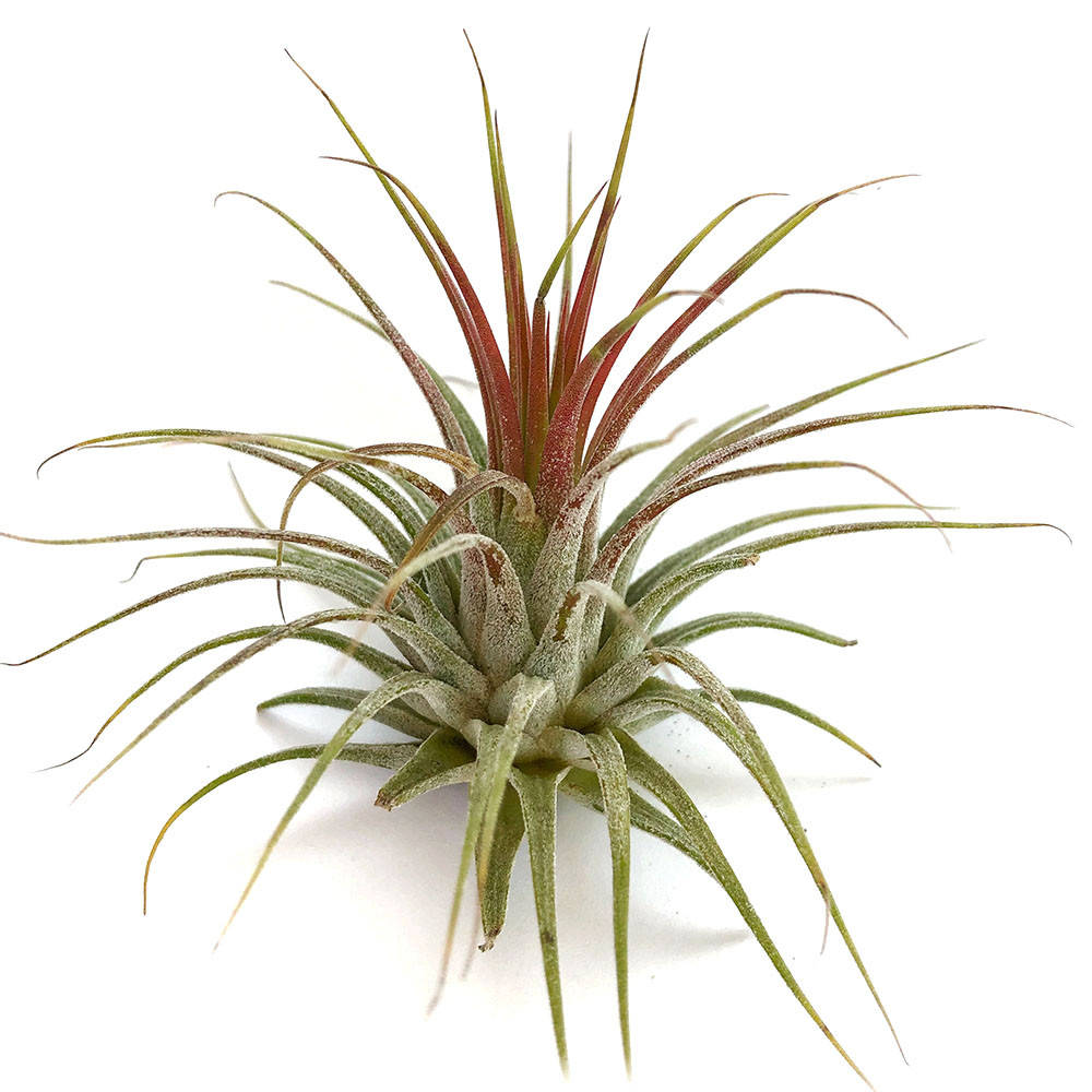 

Тилландсия атмосферная Ионанта красная (Tillandsia Ionantha Red)