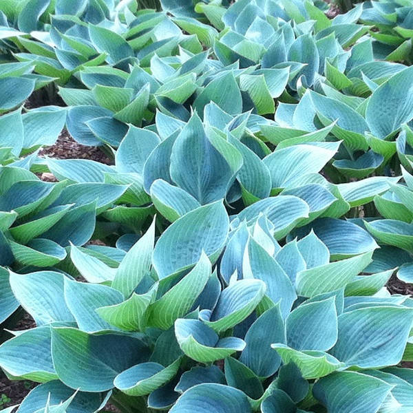 

Хоста Blue Cadet (Блу Кадет) корневище
