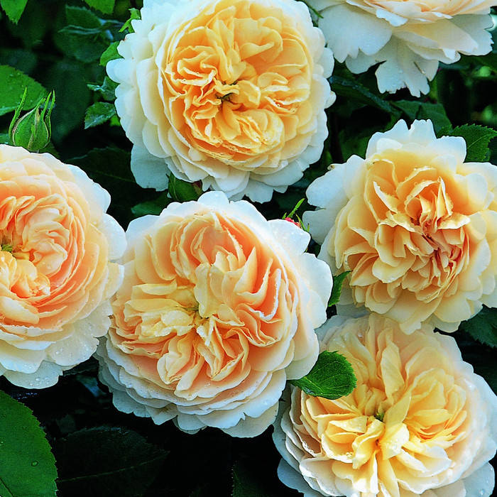 

Крокус Роуз (Crocus Rose)