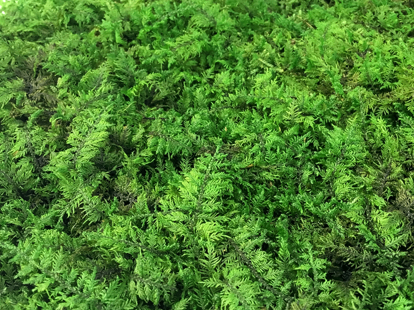 

Стабилизированный мох Green Ecco Moss папоротниковый мох 0.5 кв.м