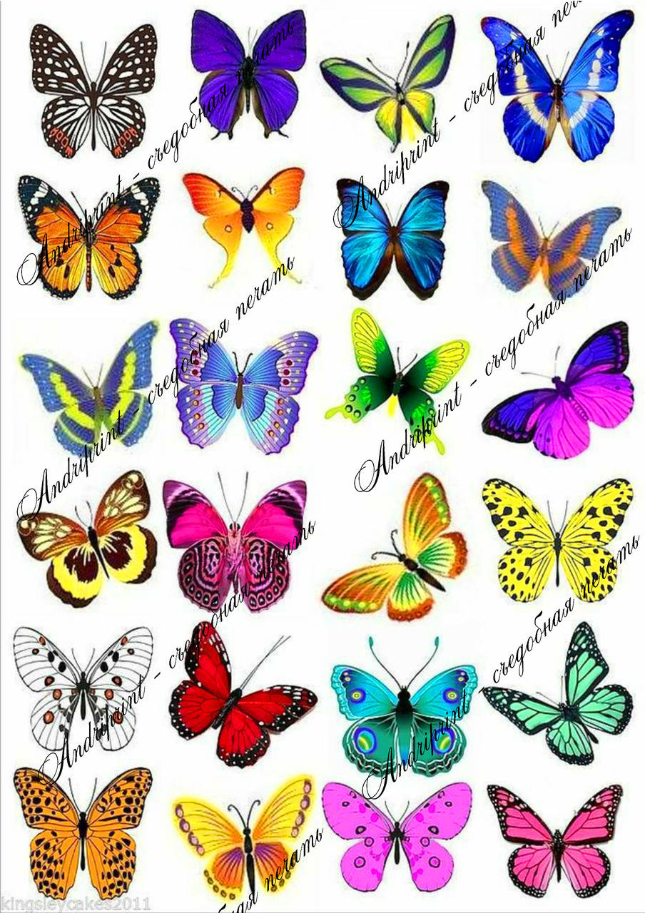 Бабочки для торта картинки для печати. Разноцветные бабочки. Бабочки цветные. Бабочки для вырезания цветные. Разноцветные бабочки для вырезания.