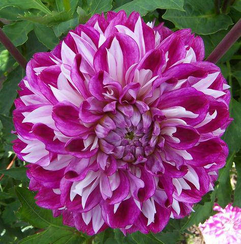 

Георгина высокорослая Optical Illusion