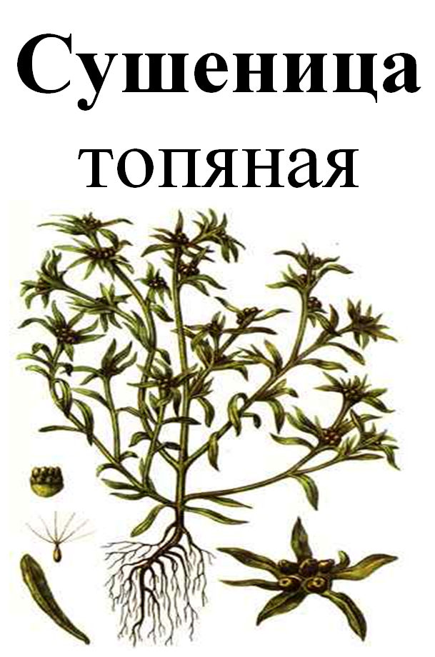 

Сушеница топяная, 30 грамм