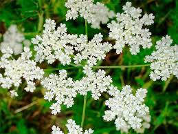 

Анис 0,1 г, Яскрава, Белый