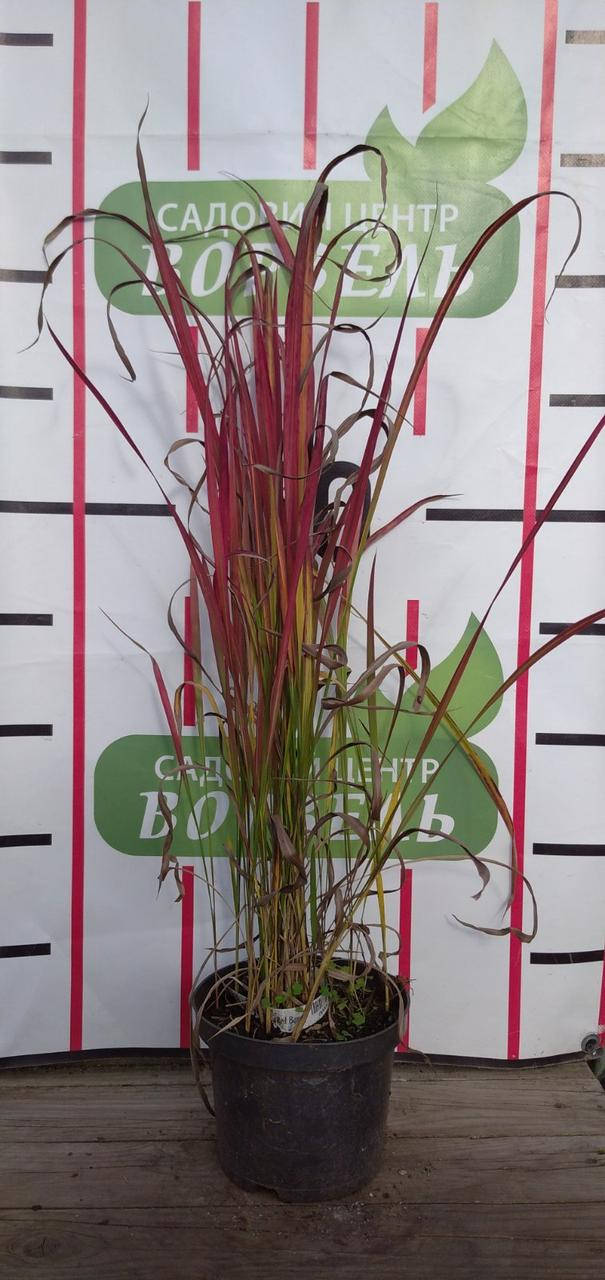 

Імперата циліндрична Ред Барон/Imperata cylindrica 'Red Baron' C2 / H 60