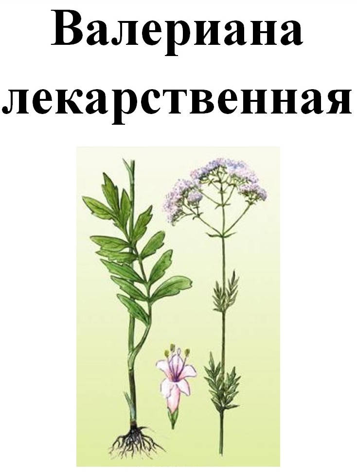 

Валерианы лекарственной корень сушенный, 20 грамм