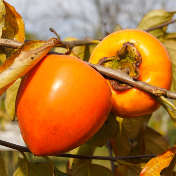 

Саженцы хурмы «Бычье сердце» - 1-летний