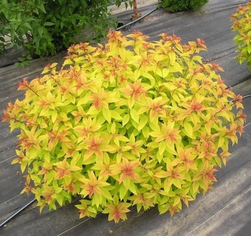 

Саженцы спирея японская Голдфлейм четырелетка (Spiraea japonica Goldflame)