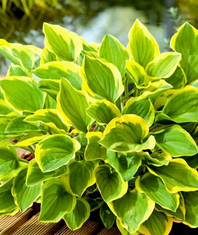 

Хоста Голден Тиара \ Hosta Golden Tiara ( саженцы р9 )