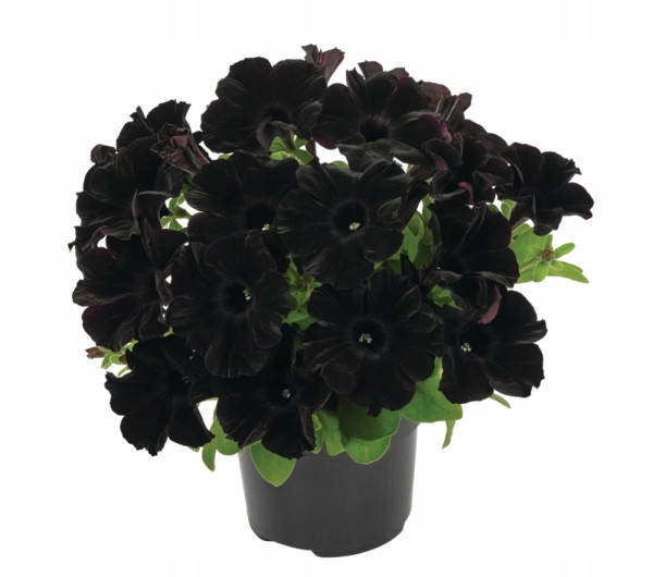 

Рассада петунии Go Tunia Black черная d12cм