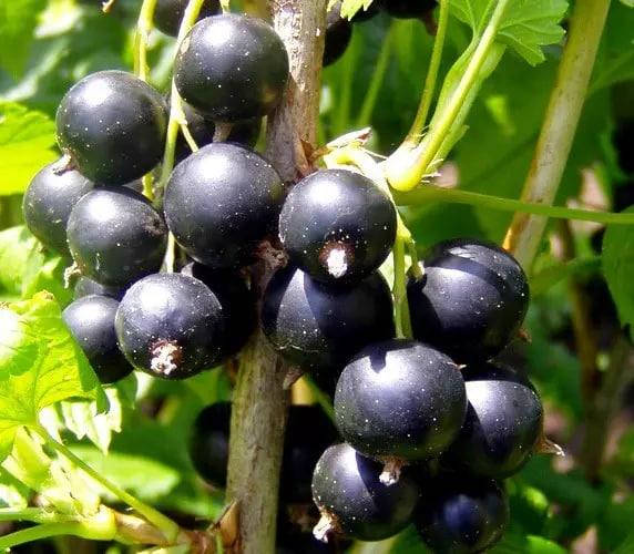 

Саженцы смородины черная "Бона"