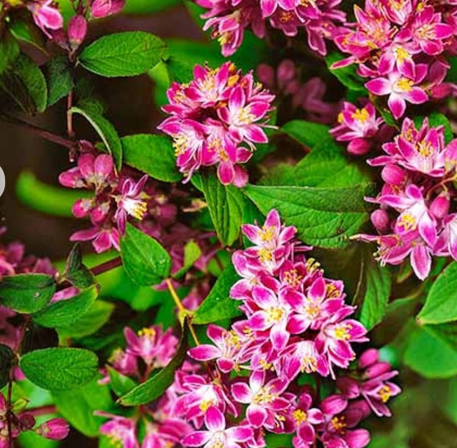 

Дейція Строберрі Філдс /Deutzia hybrida 'Strawberry Fields'в конт.3л