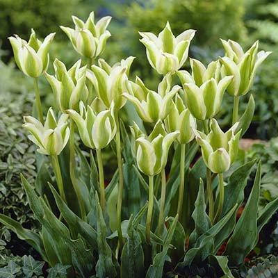 

Тюльпан Deirdre (луковицы) 3 шт