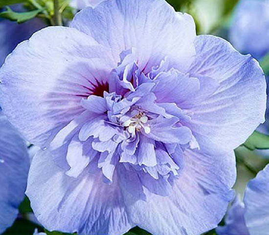 

Гибискус сирийский Блю Шиффон / Hibiscus syriacus Blue​​​​​​​ Chiffon
