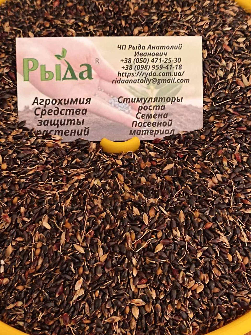 

Семена травы Суданка (рябая)