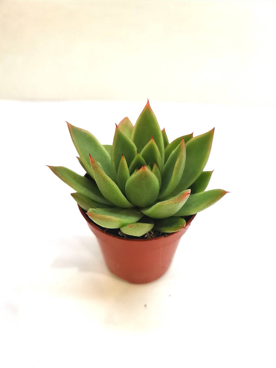 

Ехеверия міранда Echeveria Miranda Суккулент Комнатное растение