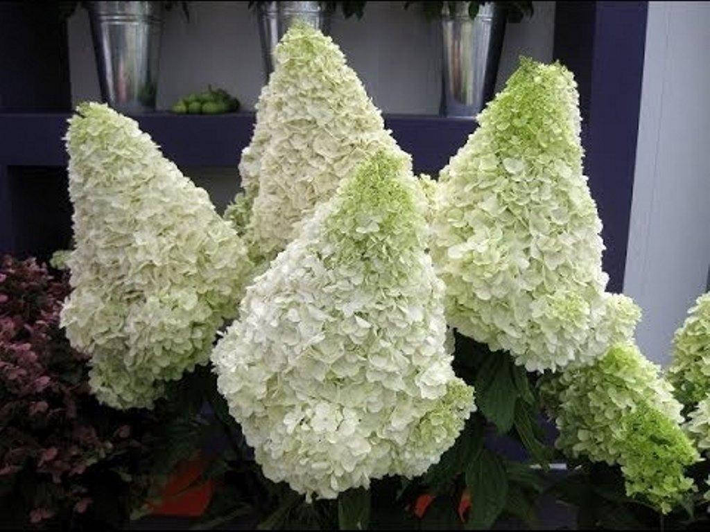 

Гортензія волотиста Полар Бер / Hydrangea pan. Polar Bear С10/ Н60-70